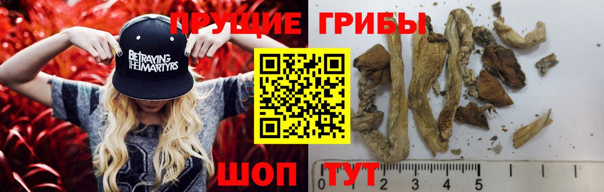 Галлюциногенные грибы Psilocybine cubensis Батайск